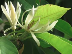Magnolia × alba