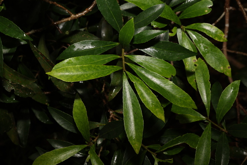 Symplocos harroldii (Symplocos harroldii)