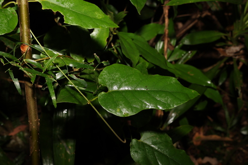 Image of Parsonsia velutina by (c) Greg Tasney, some rights reserved (CC BY-SA)