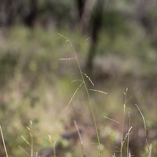 Slender Cane Grass (Dinebra decipiens)