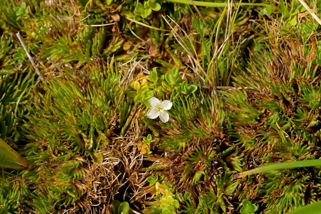 Epilobium confertifolium (Epilobium confertifolium)