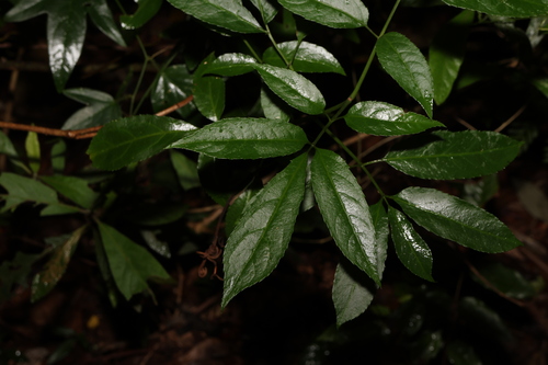 Image of Sambucus australasica by (c) Greg Tasney, some rights reserved (CC BY-SA)