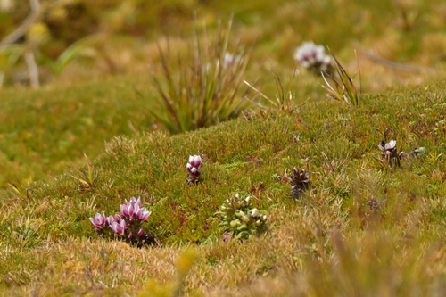 Image of Gentianella concinna by (c) Christopher Stephens, some rights reserved (CC BY-SA)