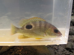 Lutjanus johnii
