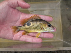 Lutjanus johnii