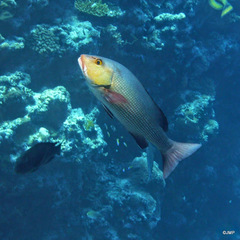 Twinspot Snapper photo 4