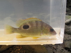 Lutjanus johnii