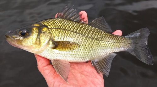 White Perch