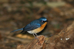 Cyornis whitei