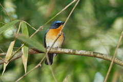 Cyornis whitei