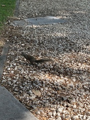Sciurus carolinensis
