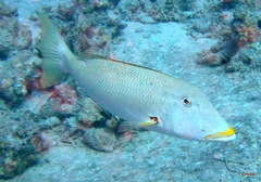 Lethrinus xanthochilus
