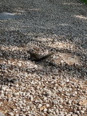 Sciurus carolinensis