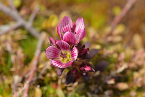 Image of Gentianella concinna by (c) Christopher Stephens, some rights reserved (CC BY-SA)