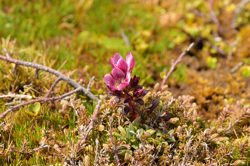 Image of Gentianella concinna by (c) Christopher Stephens, some rights reserved (CC BY-SA)