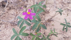 Oxalis dichotoma
