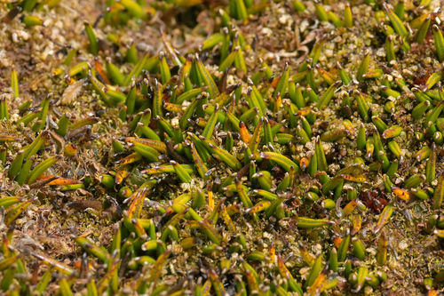 Astelia subulata (Astelia subulata)