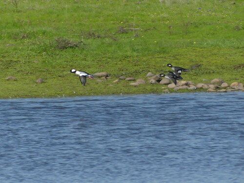 iNaturalist observation photo of Bufflehead
