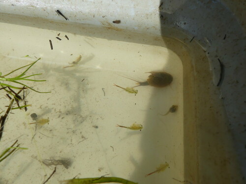 iNaturalist observation photo of Pacific chorus frog