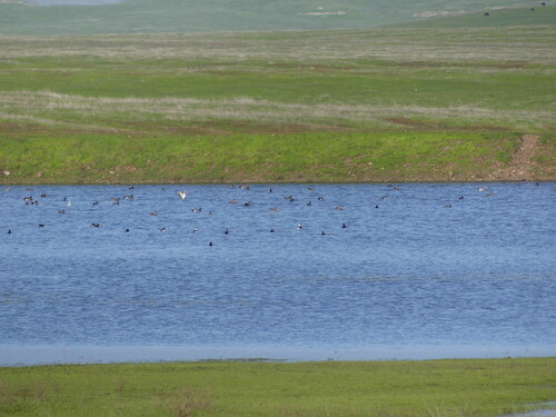 iNaturalist observation photo of American Wigeon