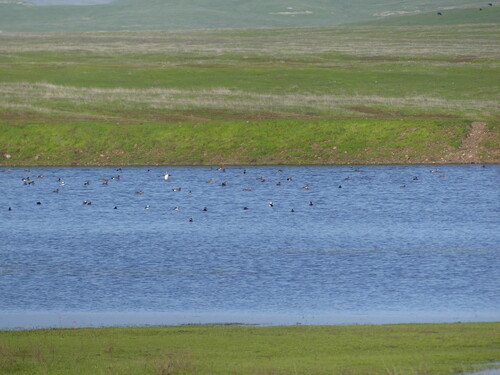 iNaturalist observation photo of Bufflehead