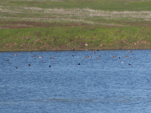 iNaturalist observation photo of Ruddy Duck