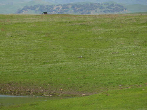 iNaturalist observation photo of Killdeer