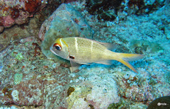 Monotaxis heterodon