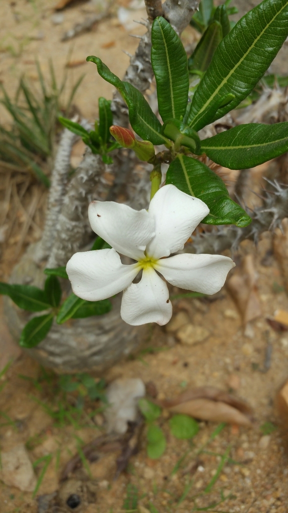 Pachypodium ambongense