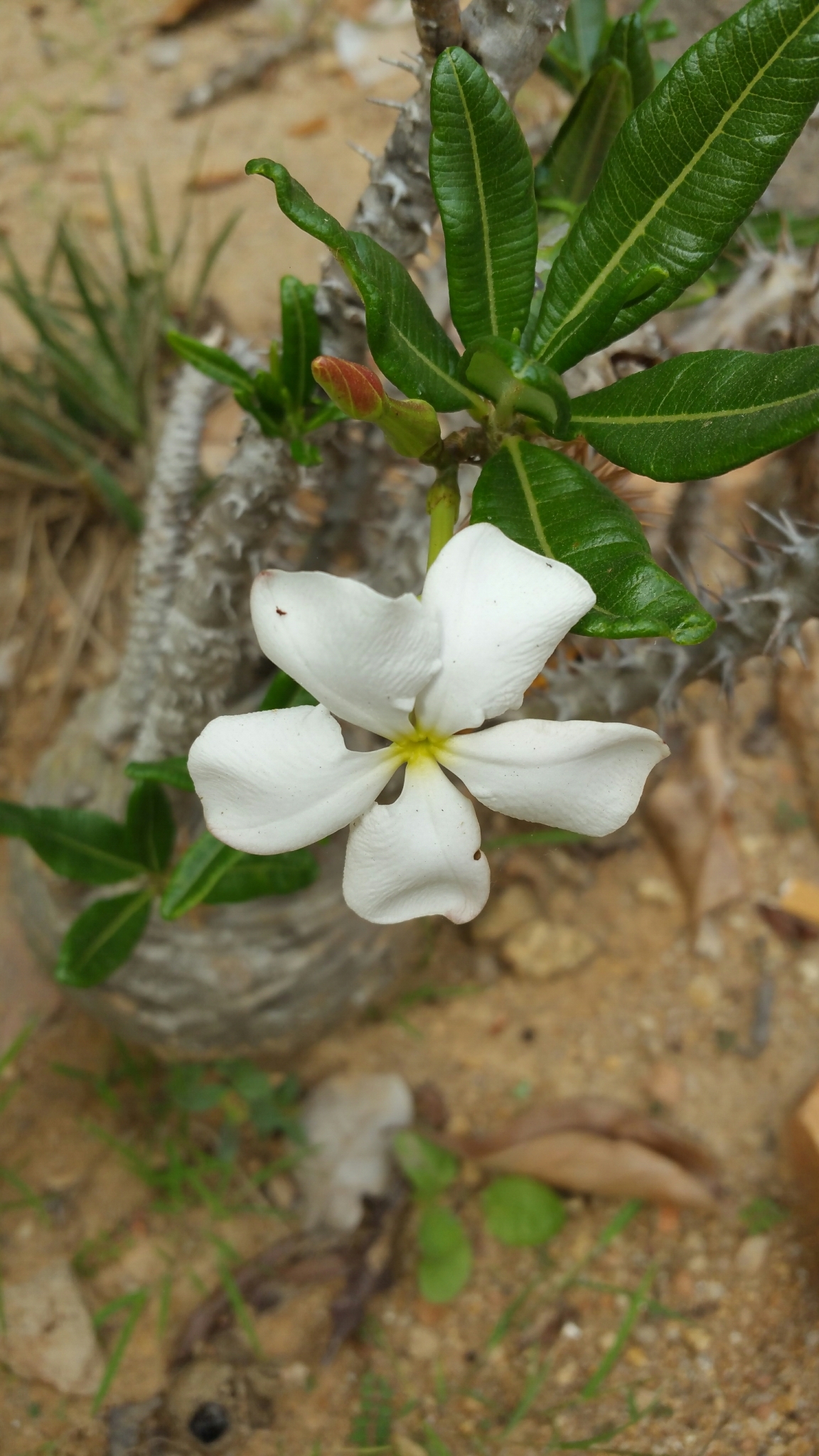 Pachypodium ambongense