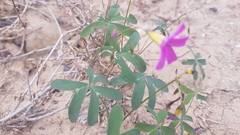 Oxalis dichotoma
