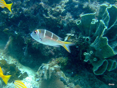 Monotaxis heterodon