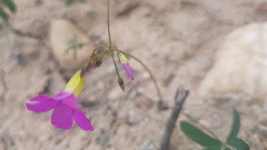 Oxalis dichotoma