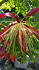 Adansonia madagascariensis