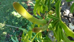 Adansonia madagascariensis