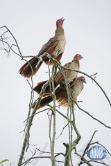 Ortalis erythroptera