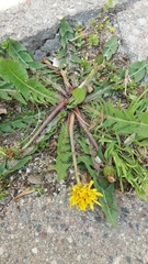 Taraxacum