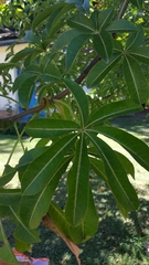 Adansonia madagascariensis