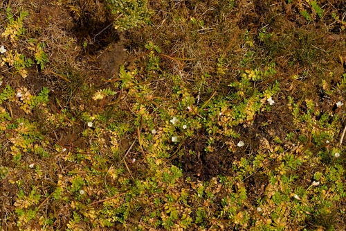 Epilobium confertifolium (Epilobium confertifolium)
