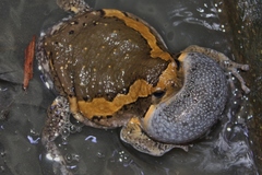 Asiatic Painted Frog photo 5