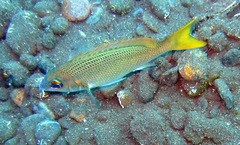 Scolopsis affinis