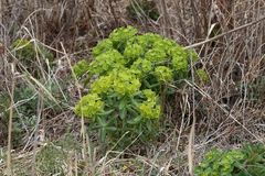 Euphorbia hylonoma