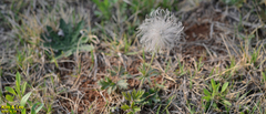 Pulsatilla cernua