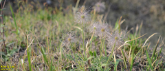 Pulsatilla cernua