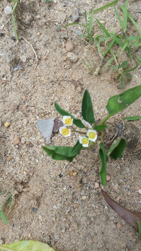 Euphorbia moratii image