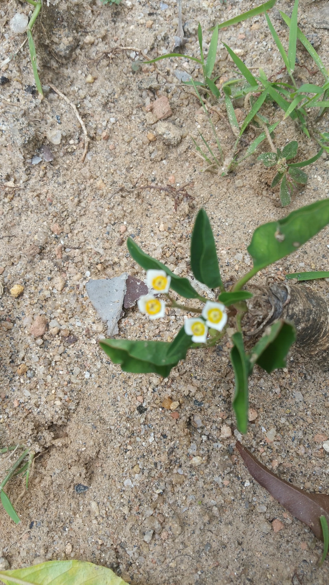 Euphorbia moratii
