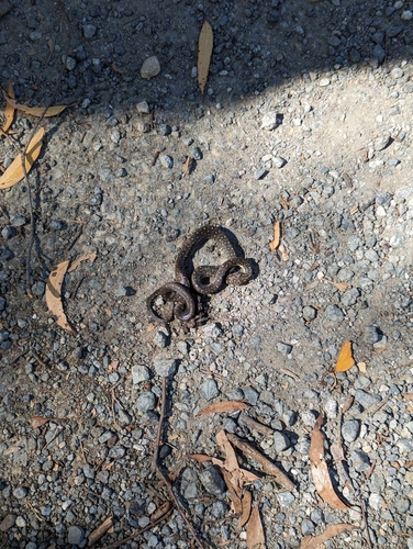 Diamond Python sighting