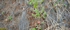 Neuroterus nawai