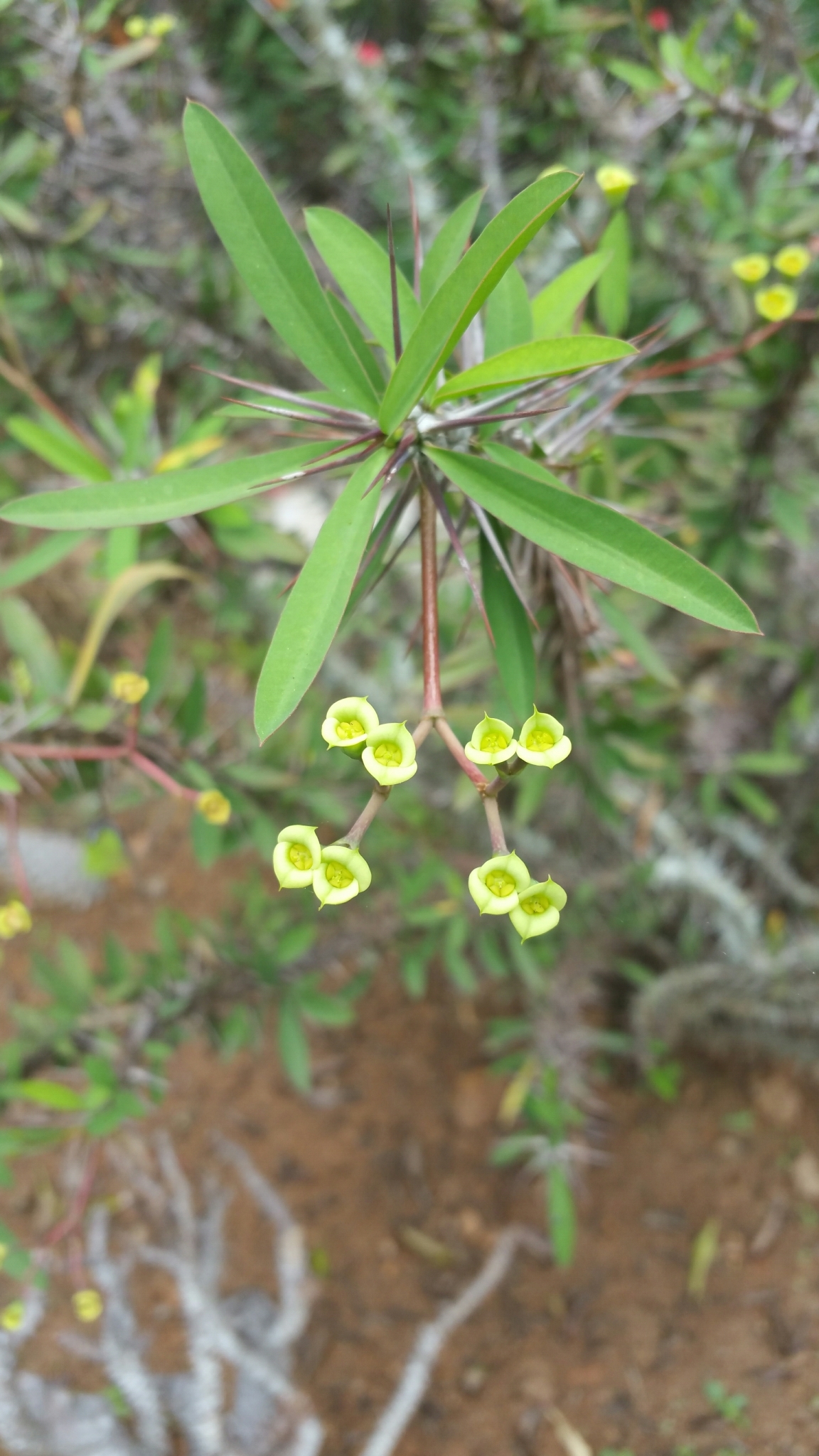 Euphorbia sakarahaensis