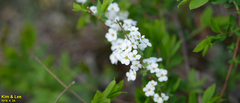 Spiraea prunifolia